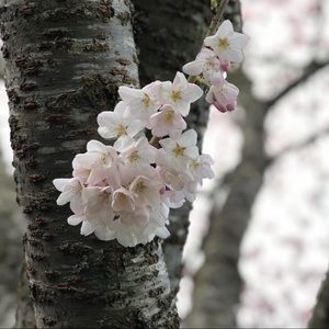 Meet your Posher, Gladys